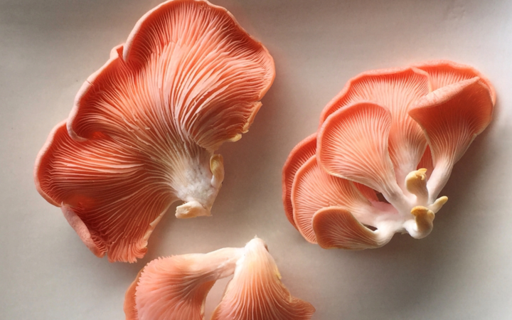 Pink Oyster Mushroom Bacon